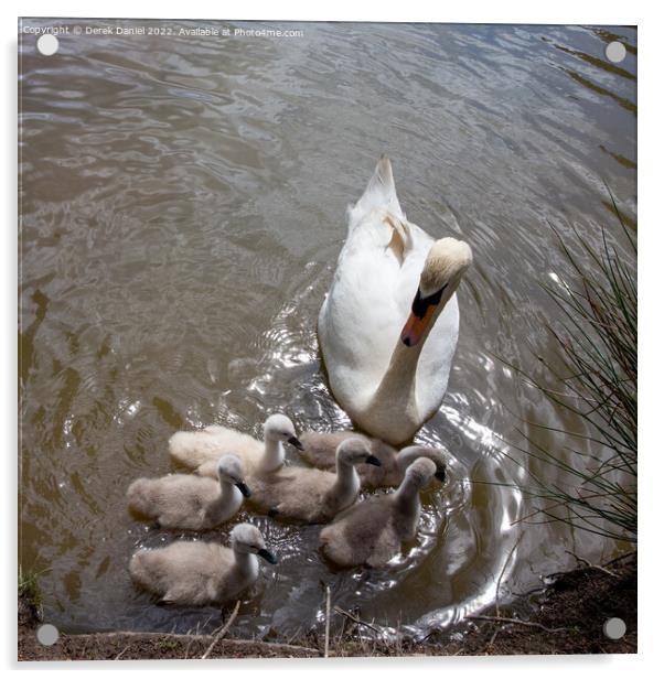 Swan and Signets Acrylic by Derek Daniel