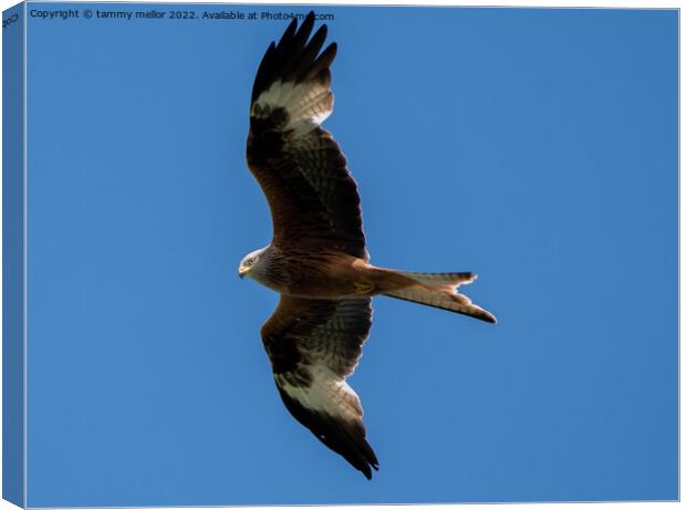 Majestic Red Kite in Flight Canvas Print by tammy mellor