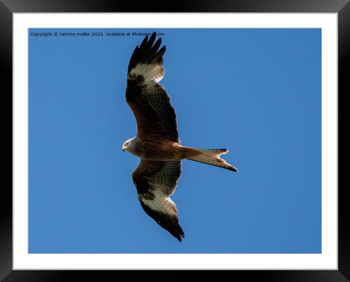Majestic Red Kite in Flight Framed Mounted Print by tammy mellor