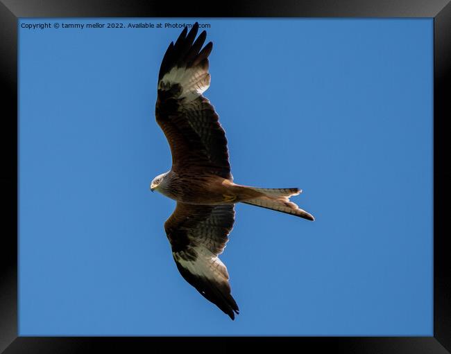 Majestic Red Kite in Flight Framed Print by tammy mellor