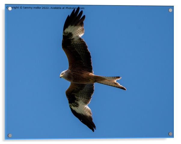Majestic Red Kite in Flight Acrylic by tammy mellor