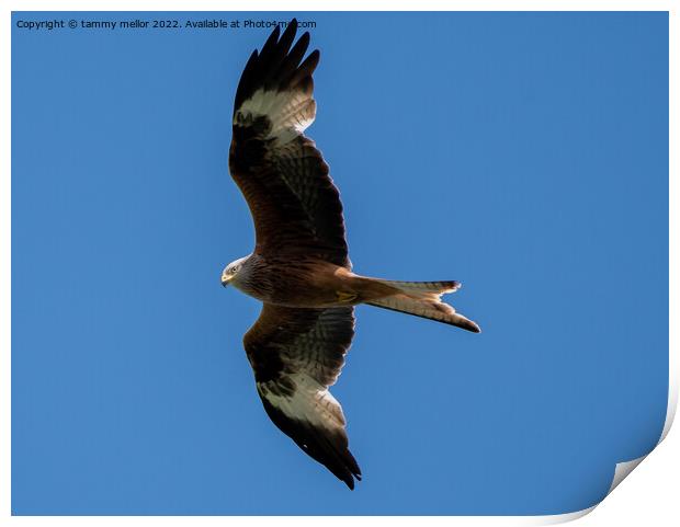 Majestic Red Kite in Flight Print by tammy mellor