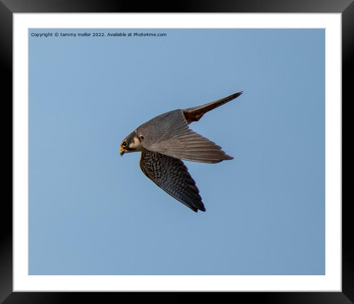 Majestic Falcon Hunting in Staffordshire Moorlands Framed Mounted Print by tammy mellor