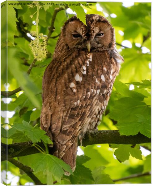Majestic Tawny Owl Overlooking Staffordshire Moorl Canvas Print by tammy mellor