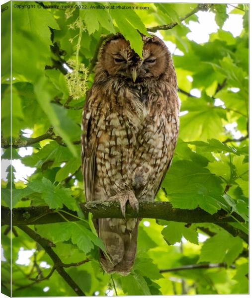 Majestic Tawny Owl Canvas Print by tammy mellor