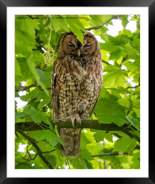 Majestic Tawny Owl Framed Mounted Print by tammy mellor