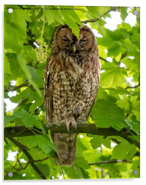 Majestic Tawny Owl Acrylic by tammy mellor