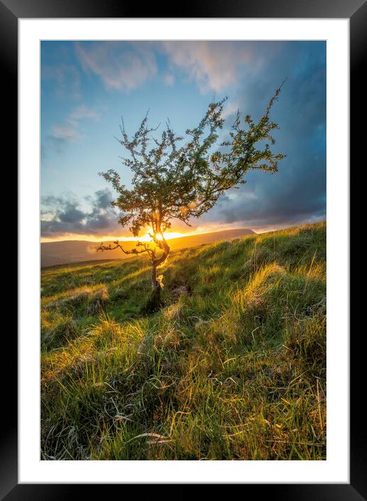 Sunset through a Hawthorn tree Framed Mounted Print by Leighton Collins