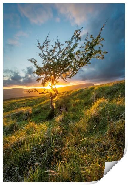 Sunset through a Hawthorn tree Print by Leighton Collins
