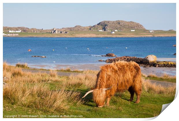 Highland Coo Print by Heidi Stewart