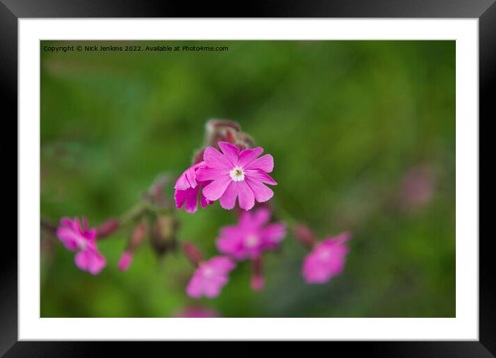 Red Campion Flower in May  Framed Mounted Print by Nick Jenkins