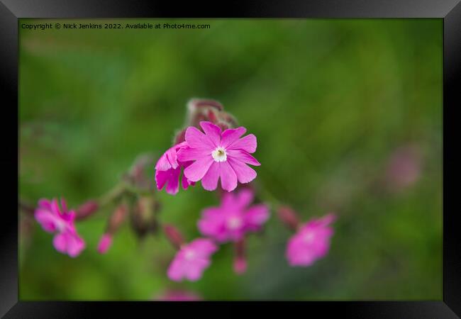 Red Campion Flower in May  Framed Print by Nick Jenkins