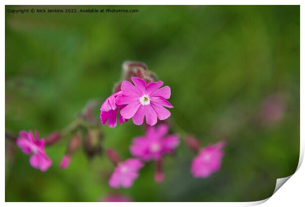Red Campion Flower in May  Print by Nick Jenkins