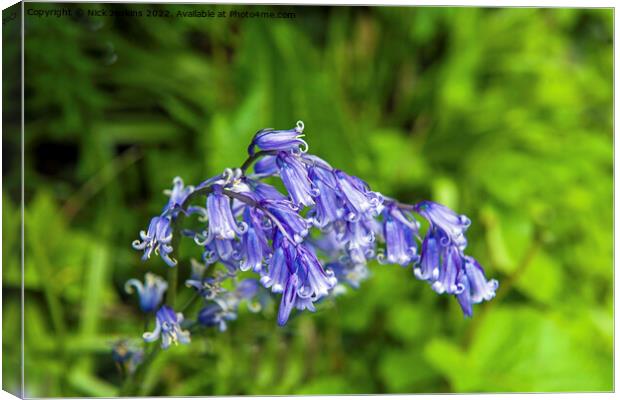 Spring Bluebell Endymion non Scriptus Canvas Print by Nick Jenkins