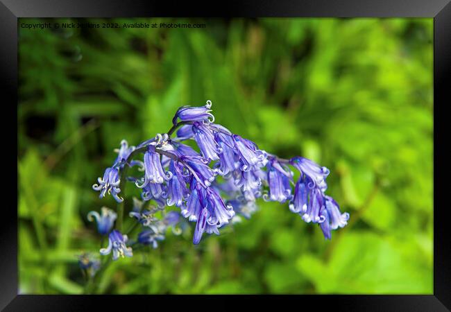 Spring Bluebell Endymion non Scriptus Framed Print by Nick Jenkins