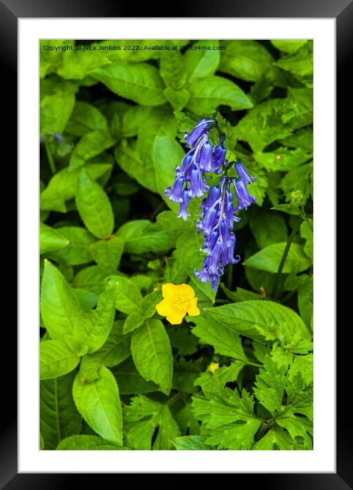 Bluebell and Buttercup in May  Framed Mounted Print by Nick Jenkins