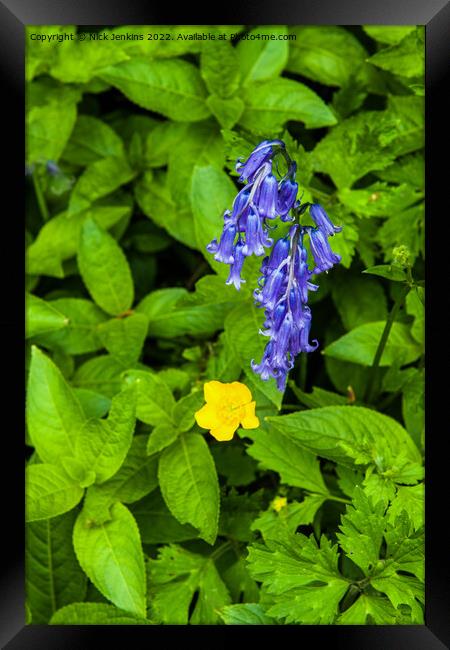 Bluebell and Buttercup in May  Framed Print by Nick Jenkins