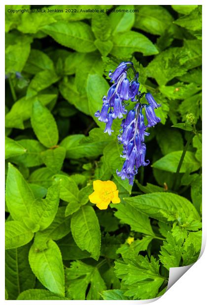 Bluebell and Buttercup in May  Print by Nick Jenkins