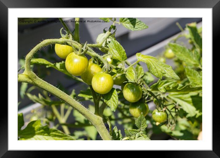 Cherry tomatoes ripening in an orchard Framed Mounted Print by aurélie le moigne