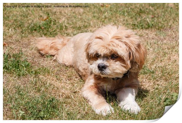 Lhasa Apso dog in a garden Print by aurélie le moigne