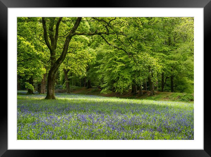 Bluebells in spring Framed Mounted Print by Jo Sowden