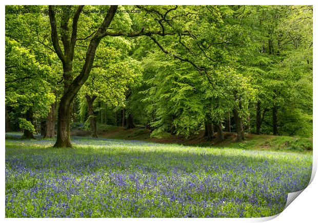 Bluebells in spring Print by Jo Sowden