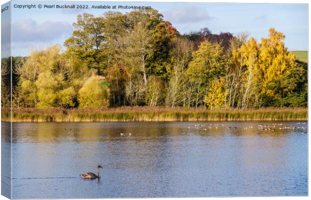 Hirsel Country Park lake Coldstream Borders Canvas Print by Pearl Bucknall
