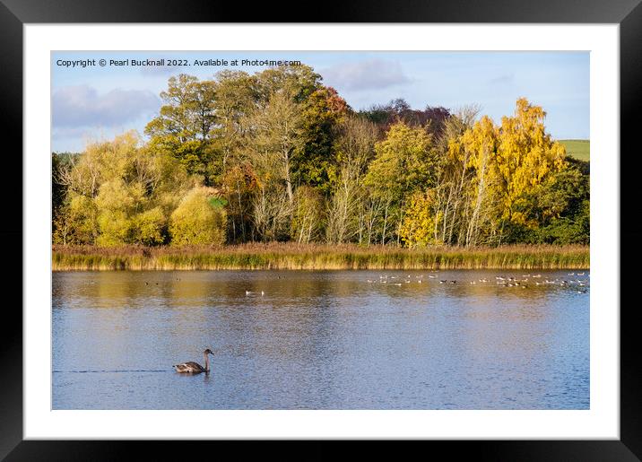 Hirsel Country Park lake Coldstream Borders Framed Mounted Print by Pearl Bucknall
