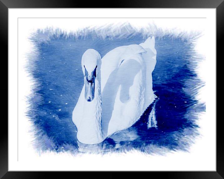 CYANOTYPE EFFECT on the white swan  Framed Mounted Print by daniele mattioda