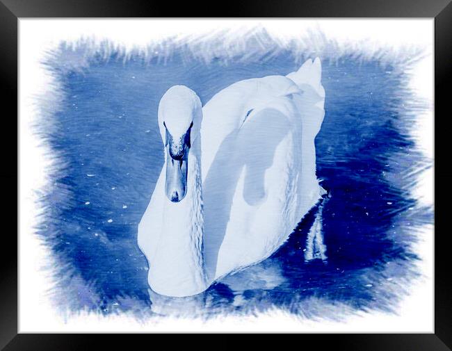 CYANOTYPE EFFECT on the white swan  Framed Print by daniele mattioda