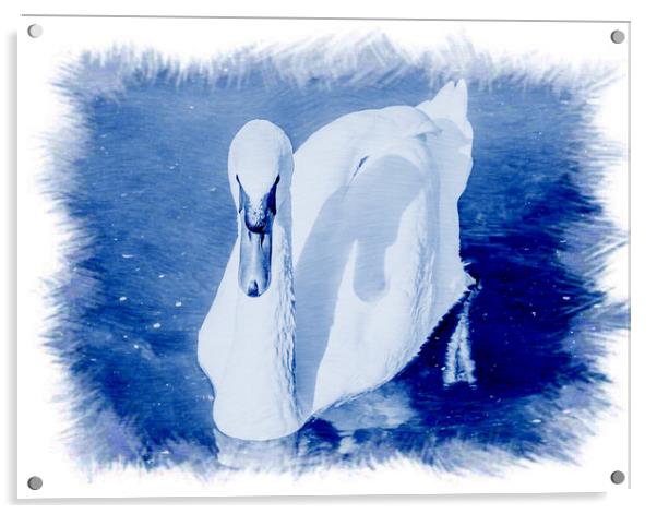 CYANOTYPE EFFECT on the white swan  Acrylic by daniele mattioda