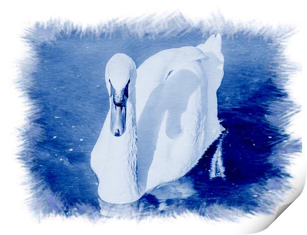 CYANOTYPE EFFECT on the white swan  Print by daniele mattioda