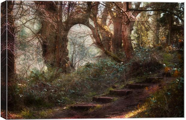 Steps In The Wood Canvas Print by Christine Lake