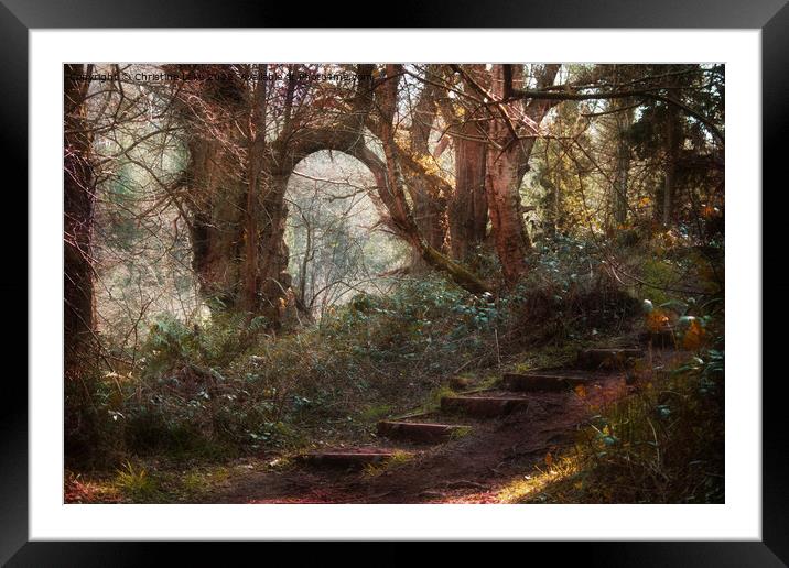 Steps In The Wood Framed Mounted Print by Christine Lake