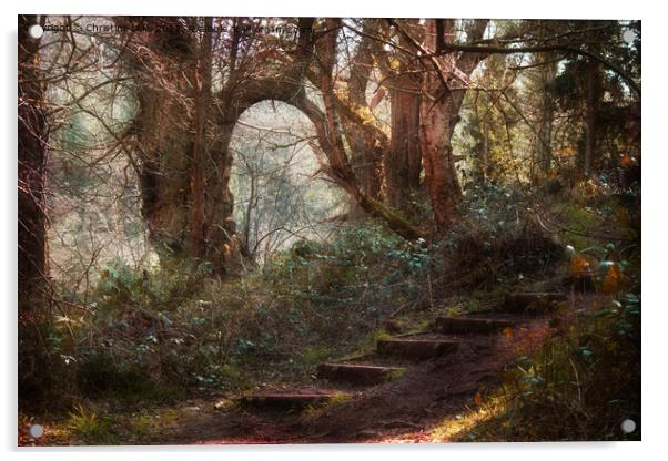 Steps In The Wood Acrylic by Christine Lake