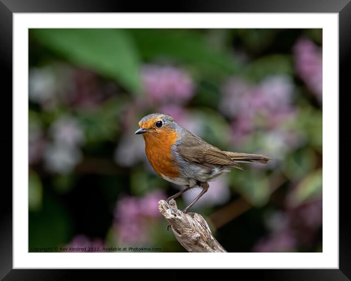 Robin on branch with blurred pink flowers behind Framed Mounted Print by TheOther Kev