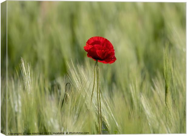 Poppy in green wheat field Canvas Print by TheOther Kev