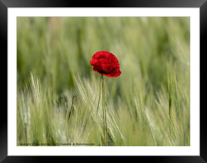 Poppy in green wheat field Framed Mounted Print by TheOther Kev
