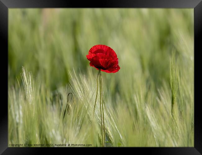 Poppy in green wheat field Framed Print by TheOther Kev