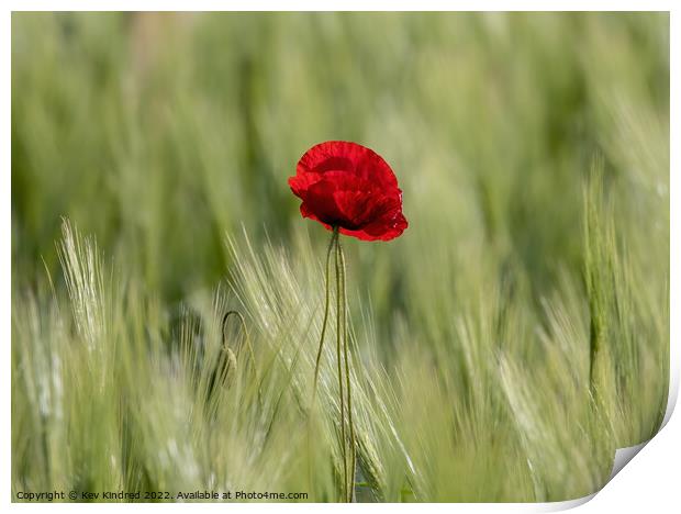Poppy in green wheat field Print by TheOther Kev