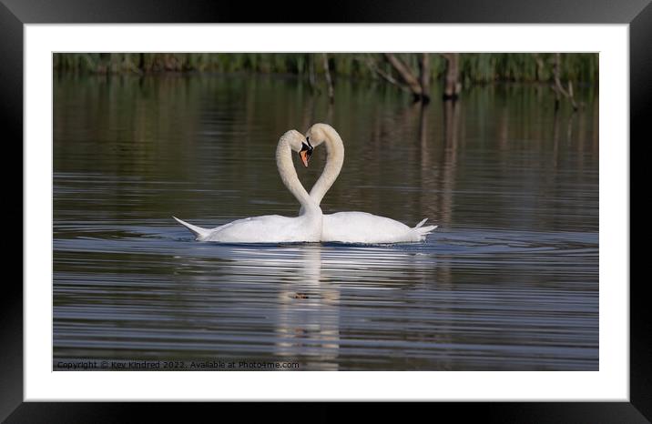 Love heart swans Framed Mounted Print by TheOther Kev