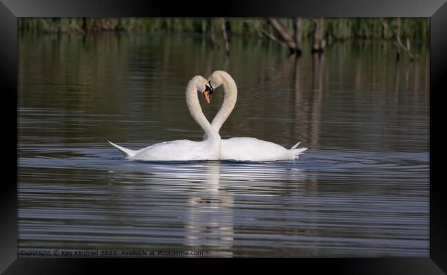 Love heart swans Framed Print by TheOther Kev