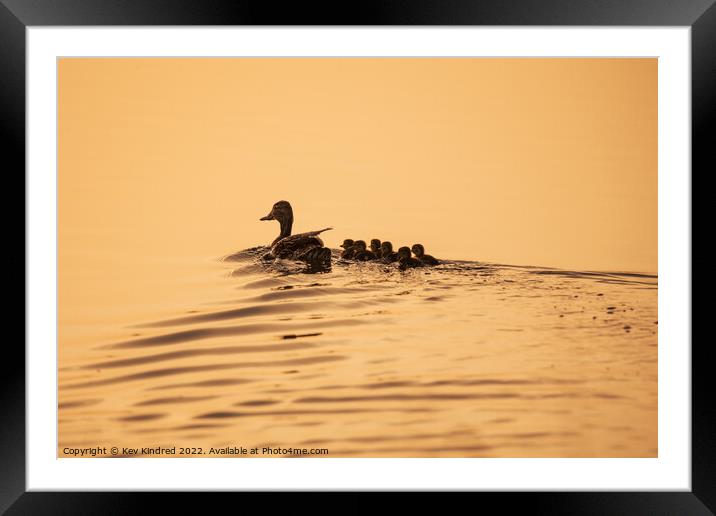 Mummy duck with ducking's at sunrise Framed Mounted Print by TheOther Kev