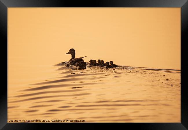 Mummy duck with ducking's at sunrise Framed Print by TheOther Kev