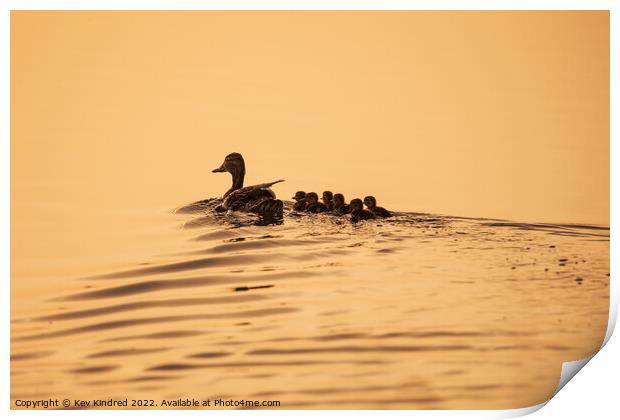 Mummy duck with ducking's at sunrise Print by TheOther Kev