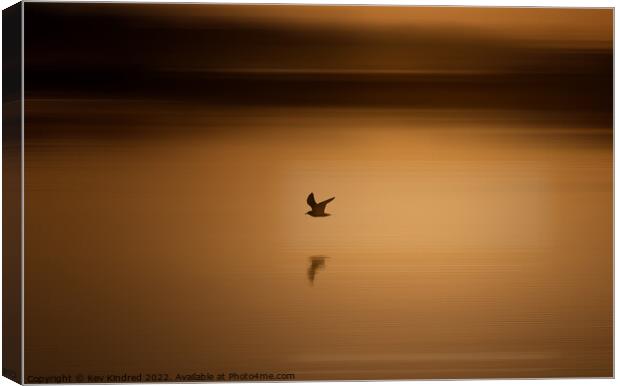 Black headed gull at sunrise Canvas Print by TheOther Kev