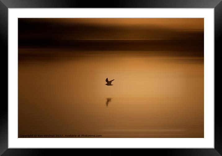 Black headed gull at sunrise Framed Mounted Print by TheOther Kev