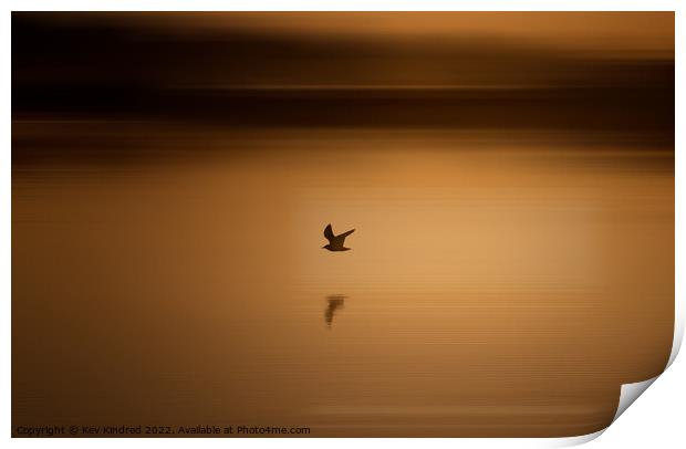 Black headed gull at sunrise Print by TheOther Kev