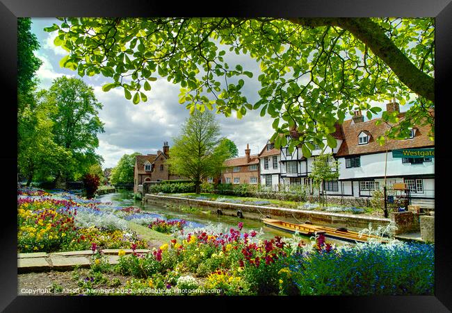 Spring In Westgate Park  Canterbury  Framed Print by Alison Chambers