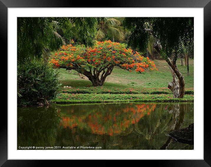 Mombasa Garden Framed Mounted Print by penny james